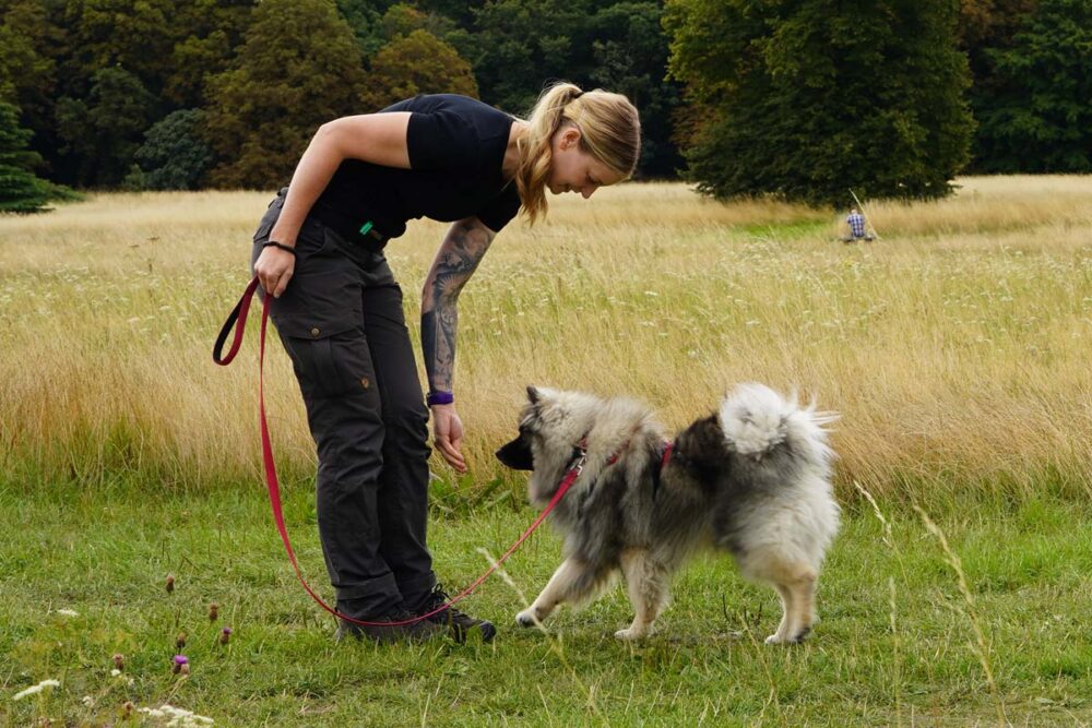 Photograph of Lisa of Nimbus Dogs training with a Keeshond puppy whose owners needed to call a dog trainer during adolescence