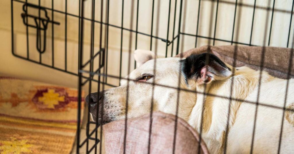 Photograph of a dog relaxing in a dog crate following successful crate training.