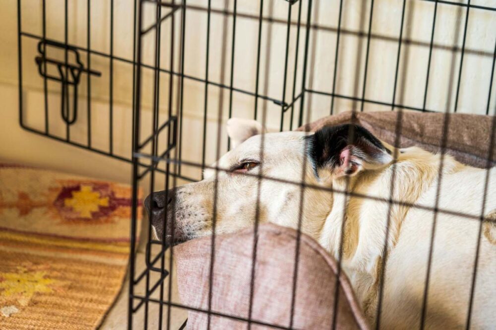 Photograph of a dog relaxing in a dog crate following successful crate training.