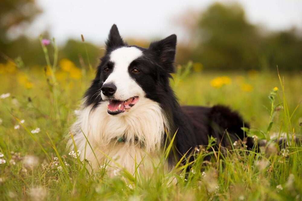 Photograph of a Border Collie that has reached the dog adolescence stage