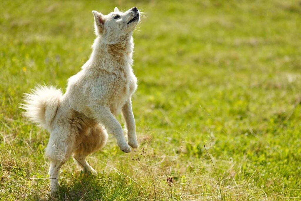 Photograph of an adolescent dog playing in a field