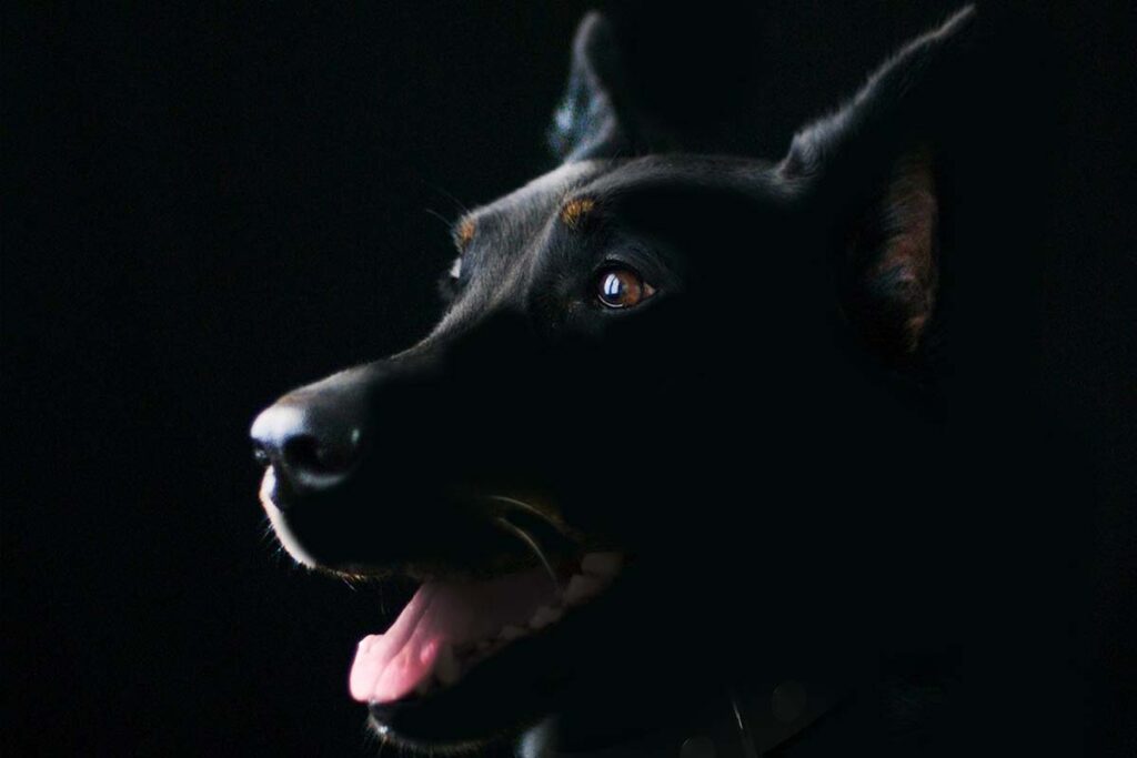 Portrait photograph of an adolescent dog