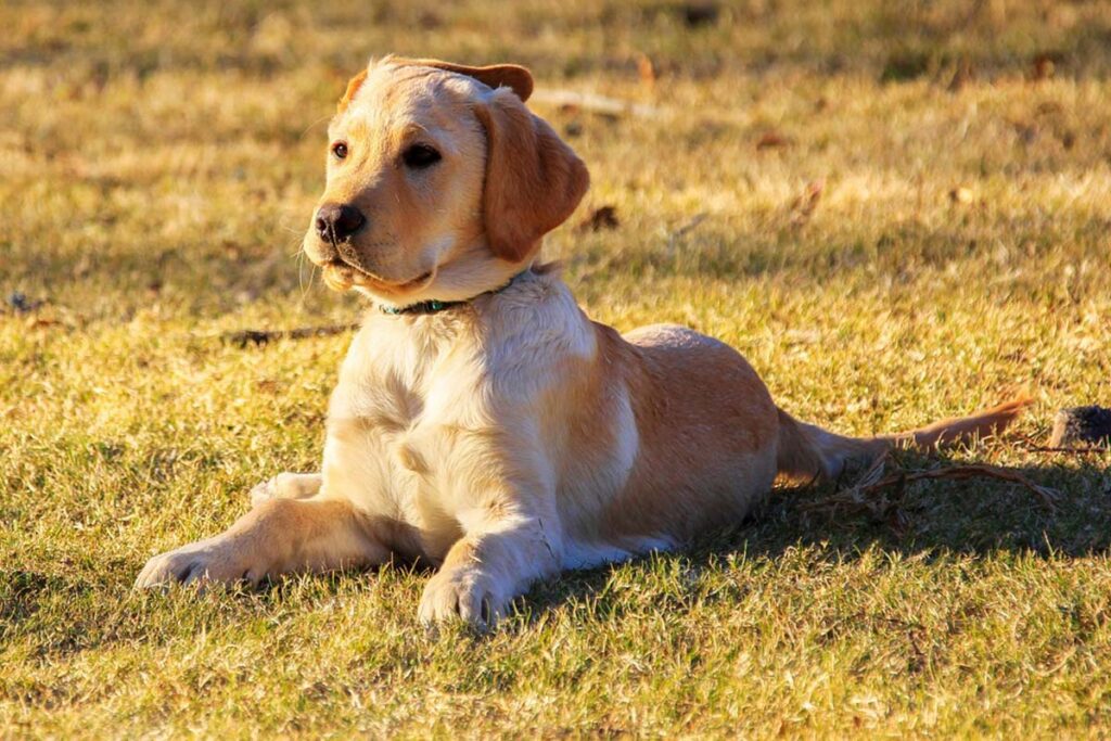 Photograph of an adolescent Labrador puppy