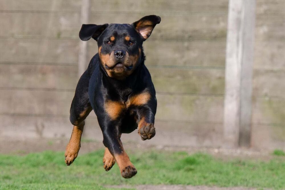 Photograph of a Rottweiler puppy having some recall training and running back to dog trainer