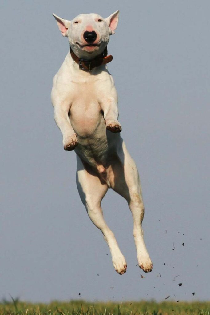Photograph of a dog jumping and being naughty