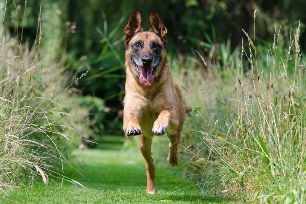 Photograph of a Malinois running back to see dog trainer during recall training