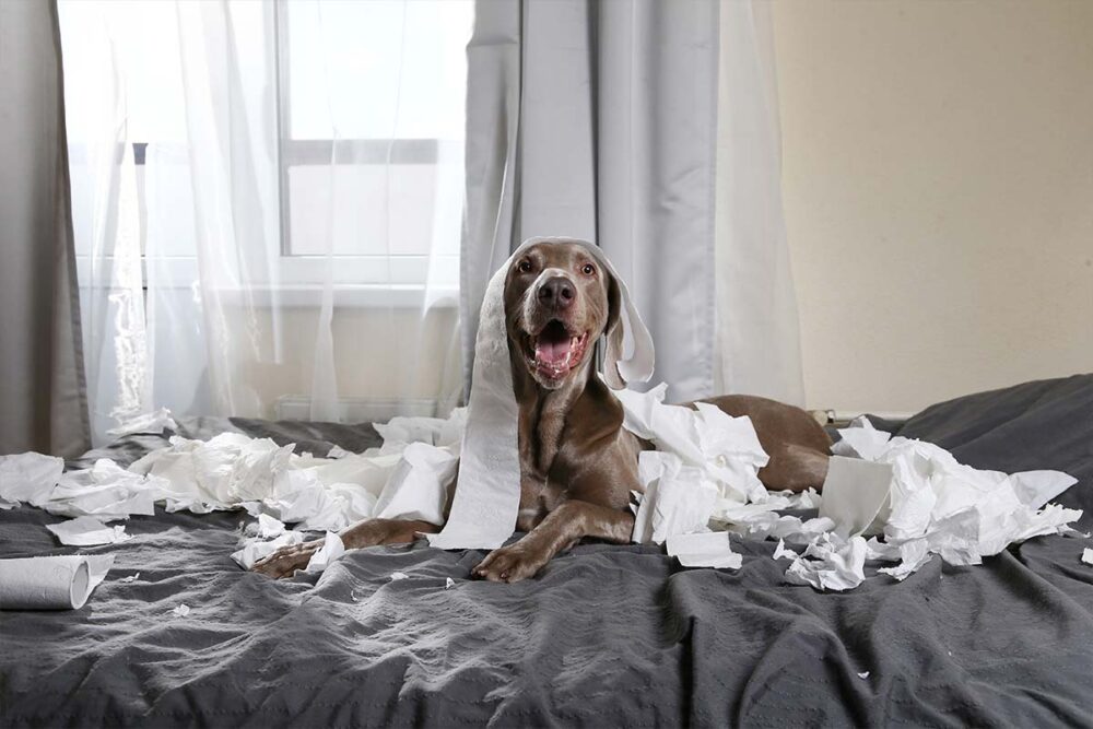 Photograph of a naughty teenage puppy on a bed surrounded by shredded paperwork