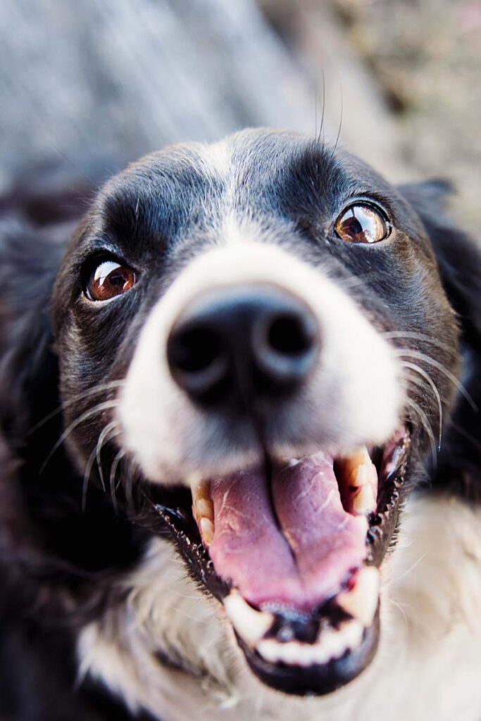Photograph of a puppy being adolescent