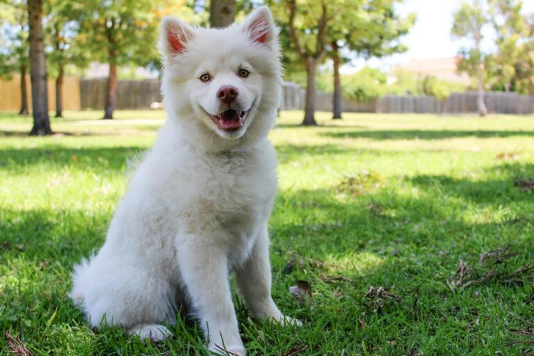 Photograph of adolescent puppy