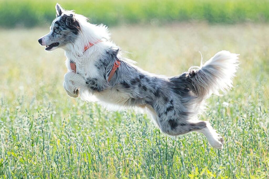 Photograph of an adolescent teenage puppy jumping