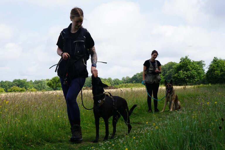 Photograph of Lisa Littlejohn of Nimbus Dogs training with NAME in a 1-2-1 Dog Training Session in Nonsuch Park, Ewell, Surrey