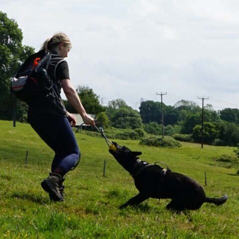 Photograph of Lisa from Nimbus Dogs playing tug with a Dutch Shepherd
