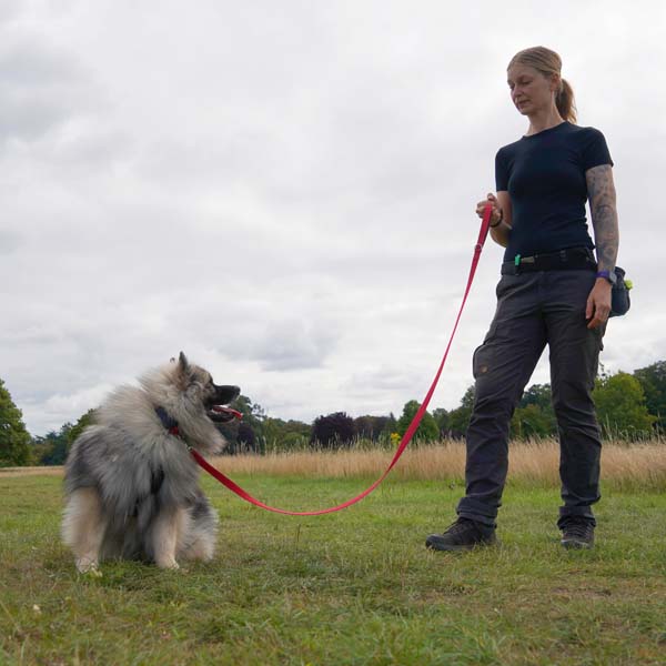 Photograph of Lisa from Nimbus Dogs in a 1-2-1 training session with an adolescent Keeshond