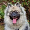 Photograph of Roy a German Shepherd, Malinois Photograph of Cheeno a Keeshond puppy  trained by Nimbus Dogs