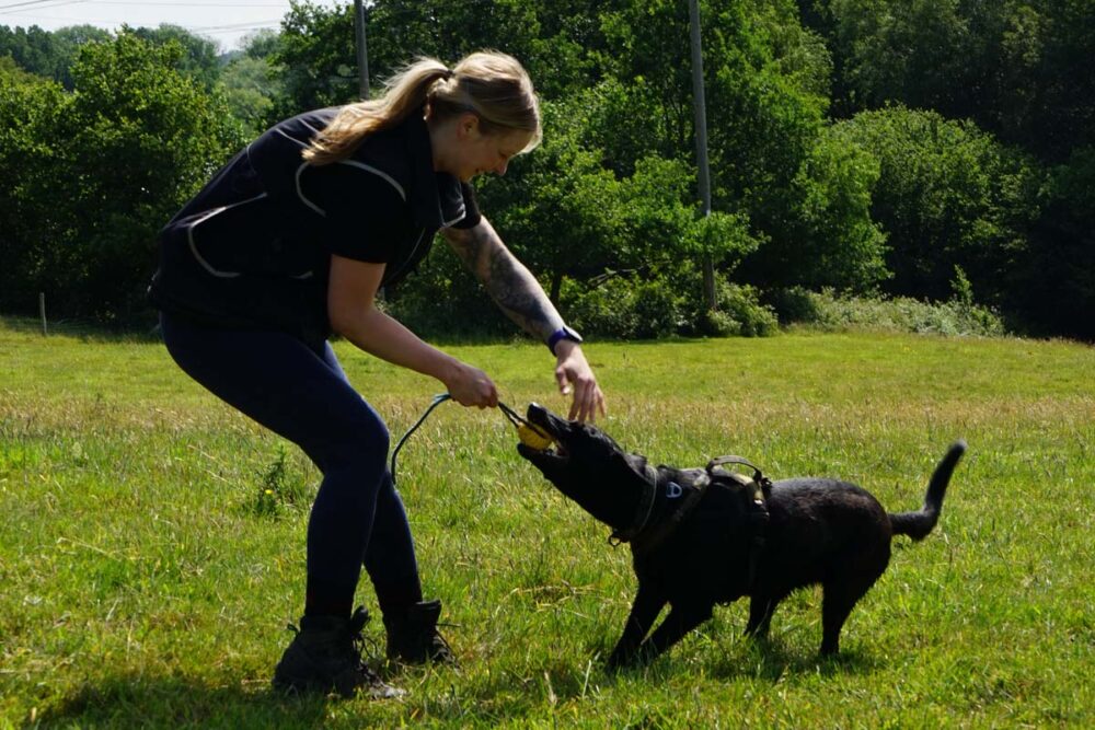 Photograph of Lisa from Nimbus Dogs training for September with a Dutch Shepherd