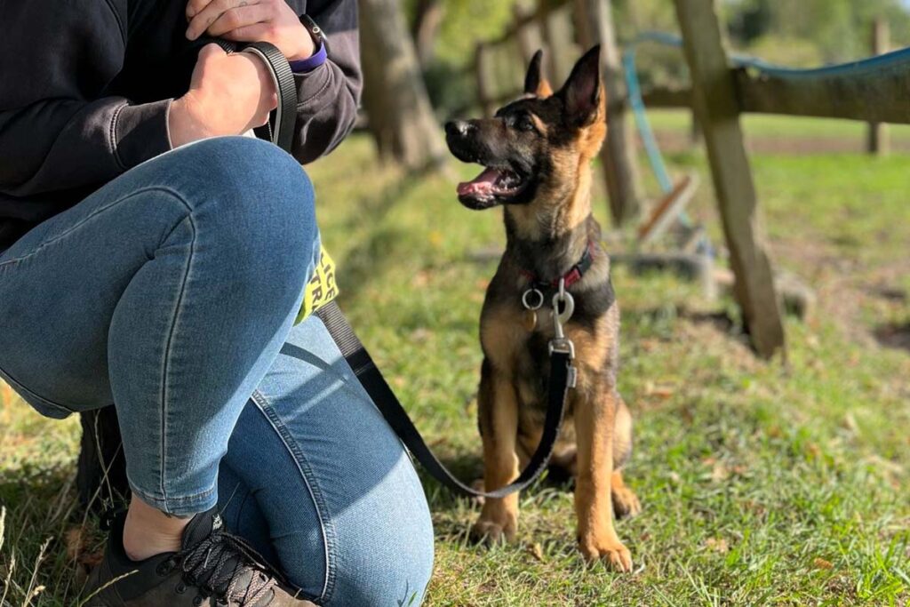 Photograph of Lisa of Nimbus Dogs, dog and puppy training with a German Shepherd puppy