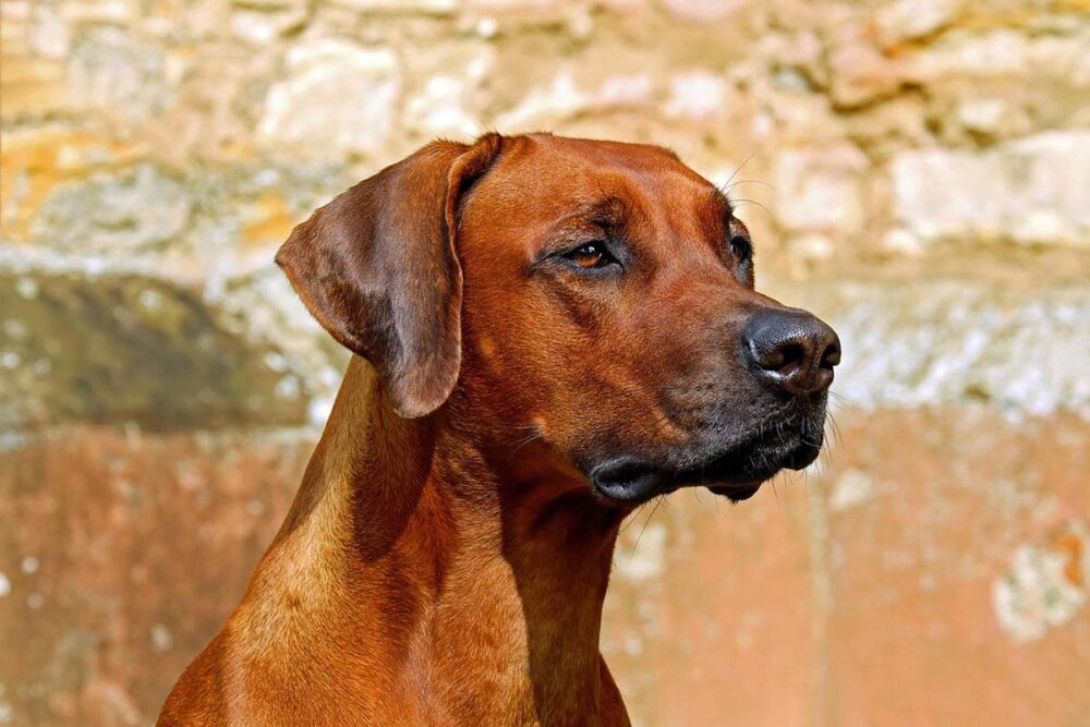 Photograph of a Rhodesian Ridgeback used in an article about hyperactive dog vs high energy dog