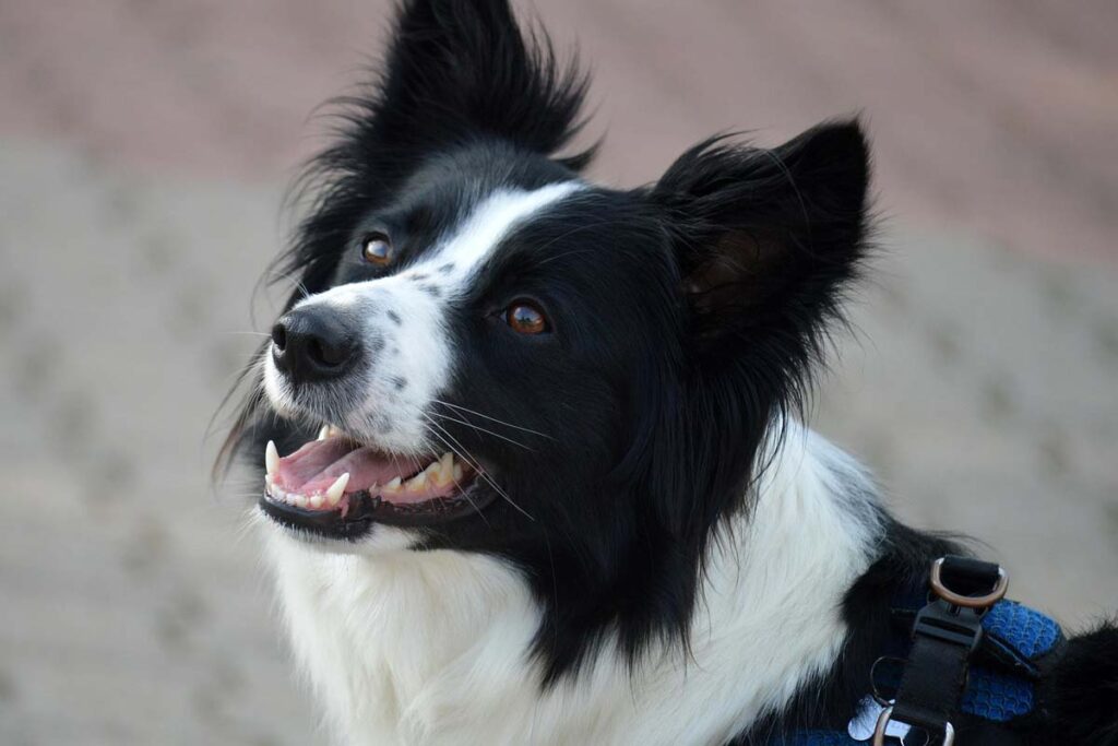 Photograph of a Border Collie used in an article about hyperactive dog