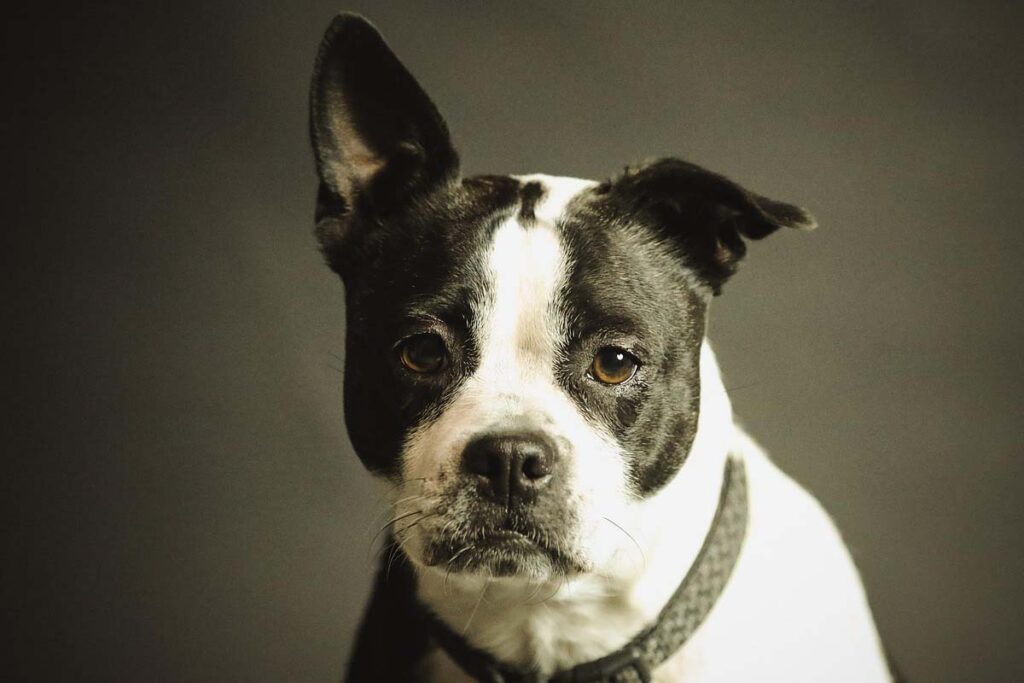 Portrait photograph of cross breed