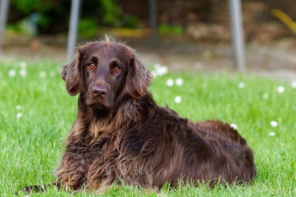 Photograph of a German Longhaired Pointer