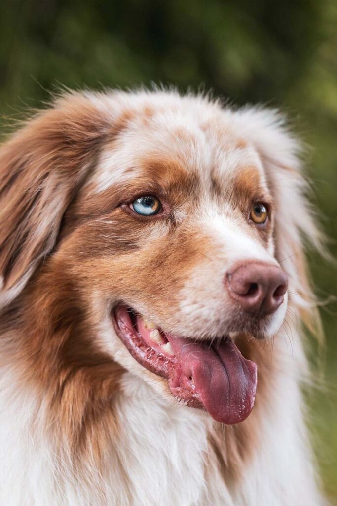 Photograph of a n unusual breed