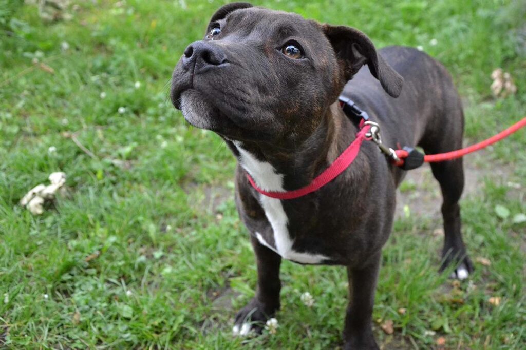Photograph of a dog on a lead outside on a walk
