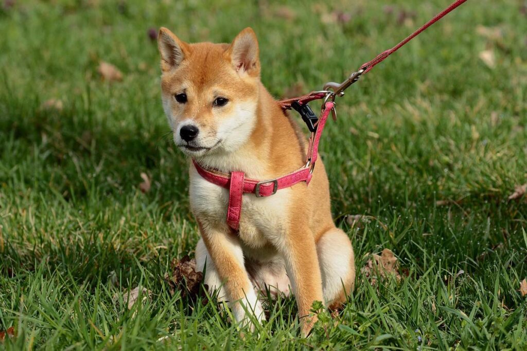 Photograph of a dog struggling with loose lead walking