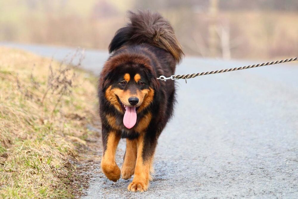 Photograph of a dog pulling on its lead