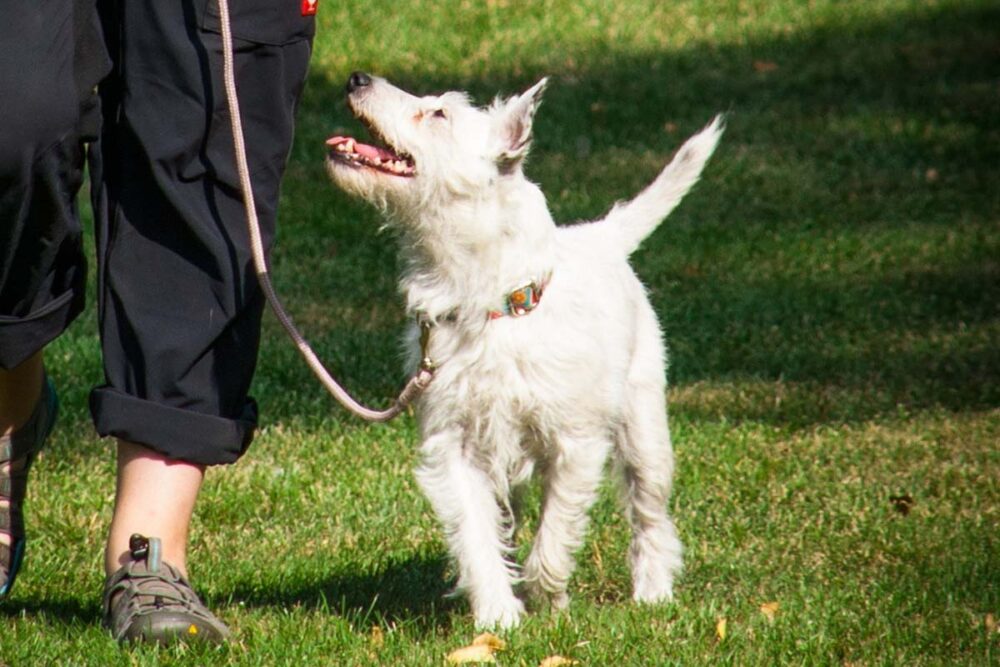 Photograph of a dog loose lead walking