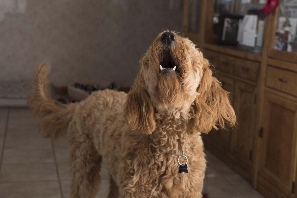 Photograph of a Golden Doodle barking in a kitchen as an example of Barking in Adolescent Dogs