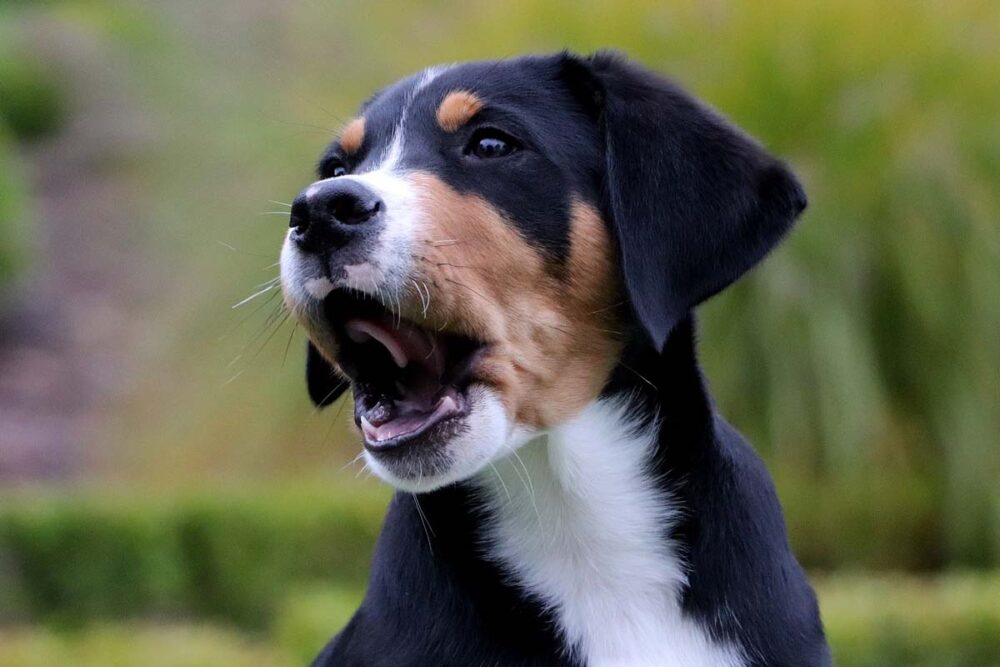 Photograph of a young teenage dog barking as an example of Barking in Adolescent Dogs