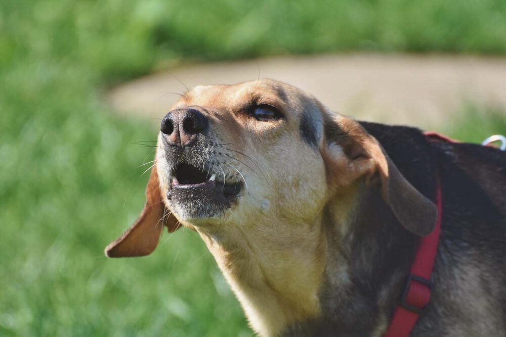 Photograph of a young dog barking as an example of Barking in Adolescent Dogs