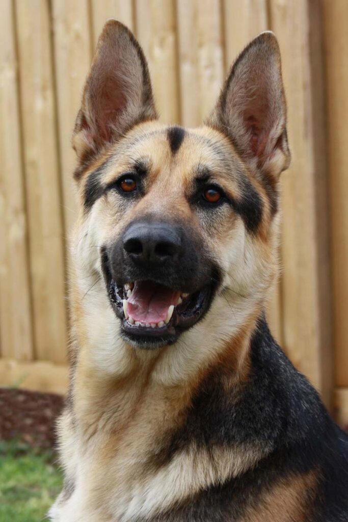 Photograph of a German Shepherd calm and not barking