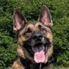 Photograph of Roy a German Shepherd, Malinois