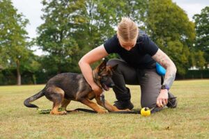 Photo of Lisa of Nimbus Dogs training Leia, a Surrey Police Dog - Puppy Training Class