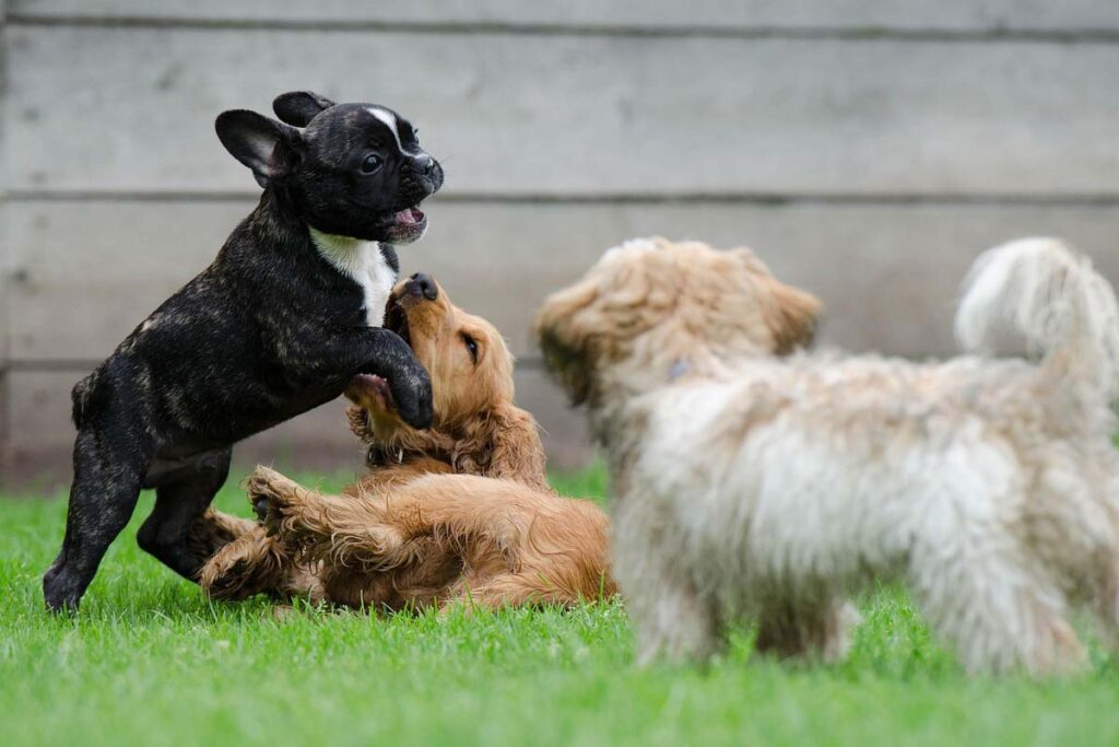 Photograph of puppies playing and socialising together