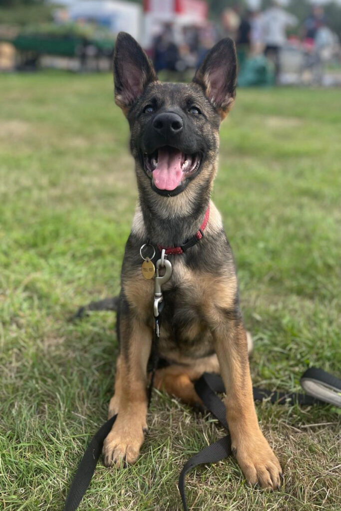 Training your puppy with Nimbus Dogs. Photograph of Leia a Police Puppy we are raising for Surrey/Sussex Police.