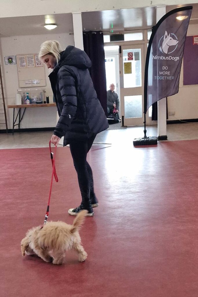 Photograph taken at a Nimbus Dogs puppy class showing a 3 month year old puppy with owner in training.