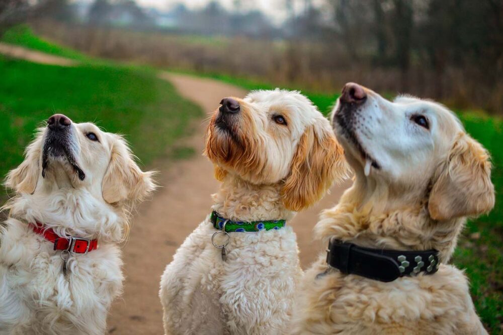 Photograph of dogs awaiting dog training treats for being good dogs.