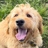 Photograph of Roy a German Shepherd, Malinois Photograph of Cheeno a Keeshond puppy  trained by Nimbus Dogs Photograph of Logan a Labradoodle puppy trained by Nimbus Dogs