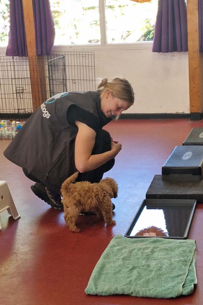 Photograph of Dog Trainer Lisa of Nimbus Dogs teaching how to socialise your puppy with client and Ruby a 4 month Cockapoo puppy during a puppy hour class.