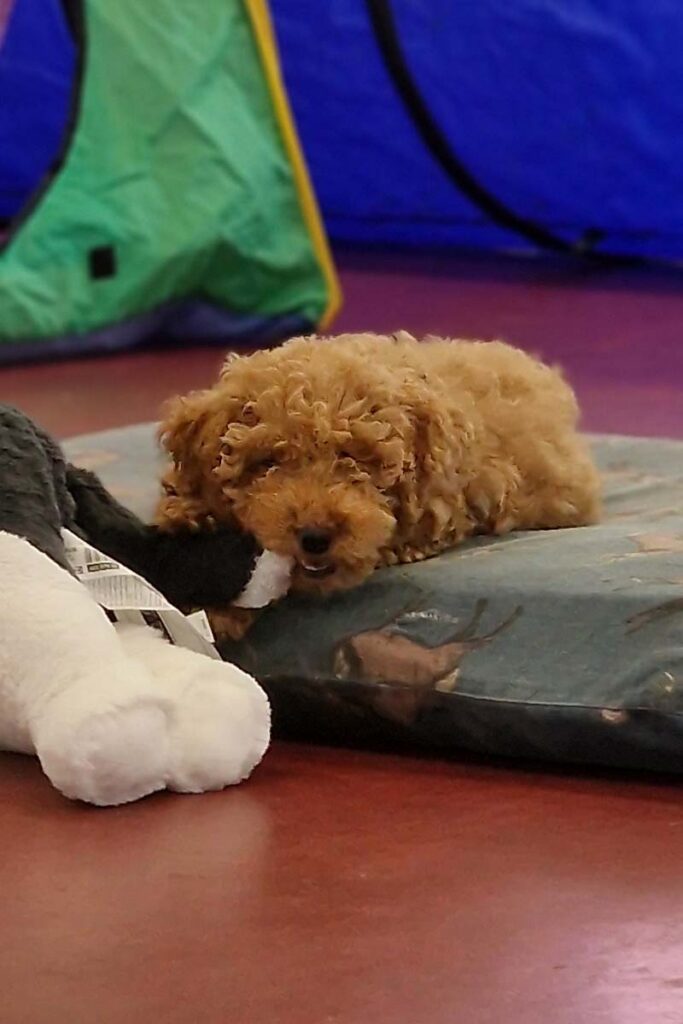 Photograph of Ruby a Cockapoo puppy relaxing and chewing a soft toy during Nimbus Dogs Puppy Class in Epsom.