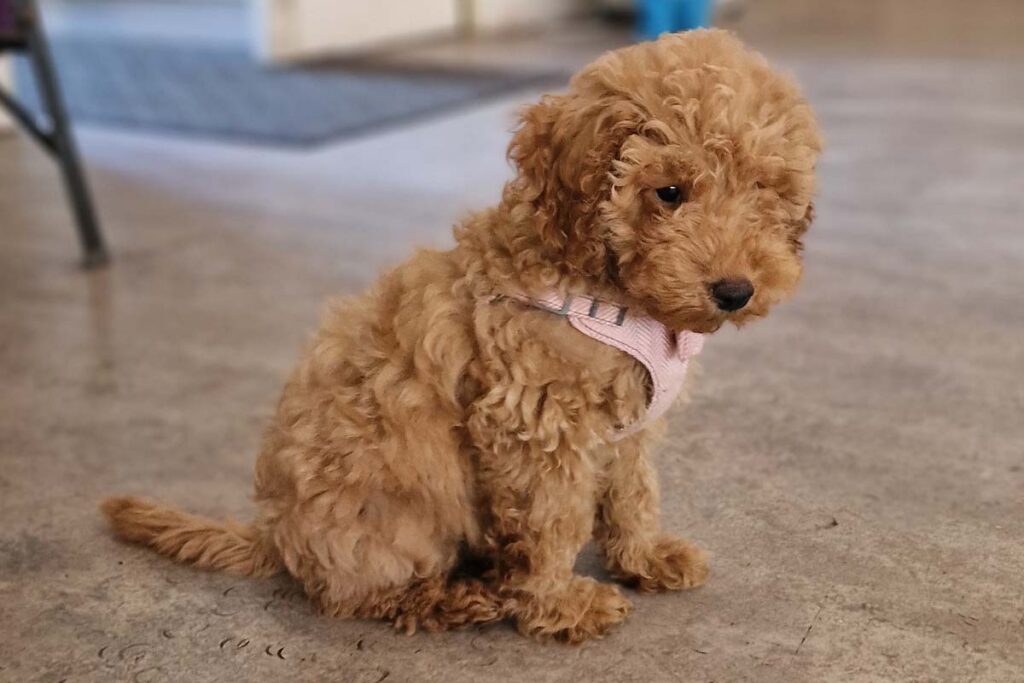 Photograph of Ruby a Cockapoo puppy attending a Nimbus Dogs class
