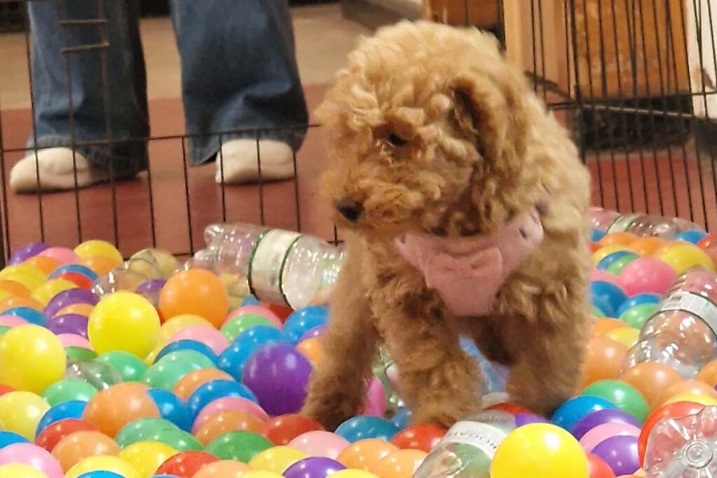 Photograph of a Cockapoo puppy in the ball pen during Nimbus Dogs Epsom Class